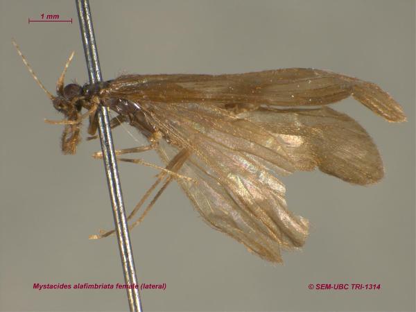 Photo of Mystacides alafimbriata by Spencer Entomological Museum